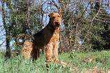 AIREDALE TERRIER 097